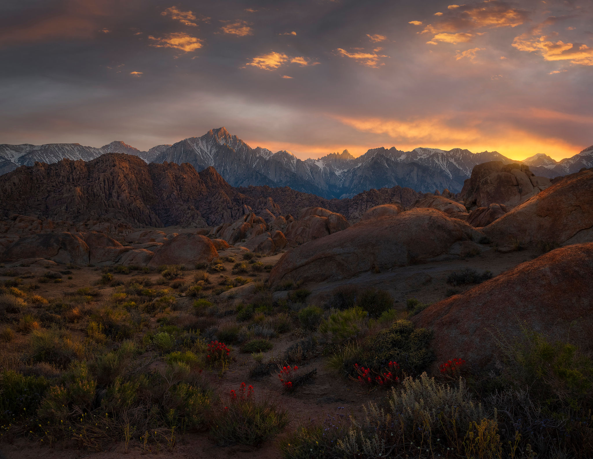 Desert Flourish