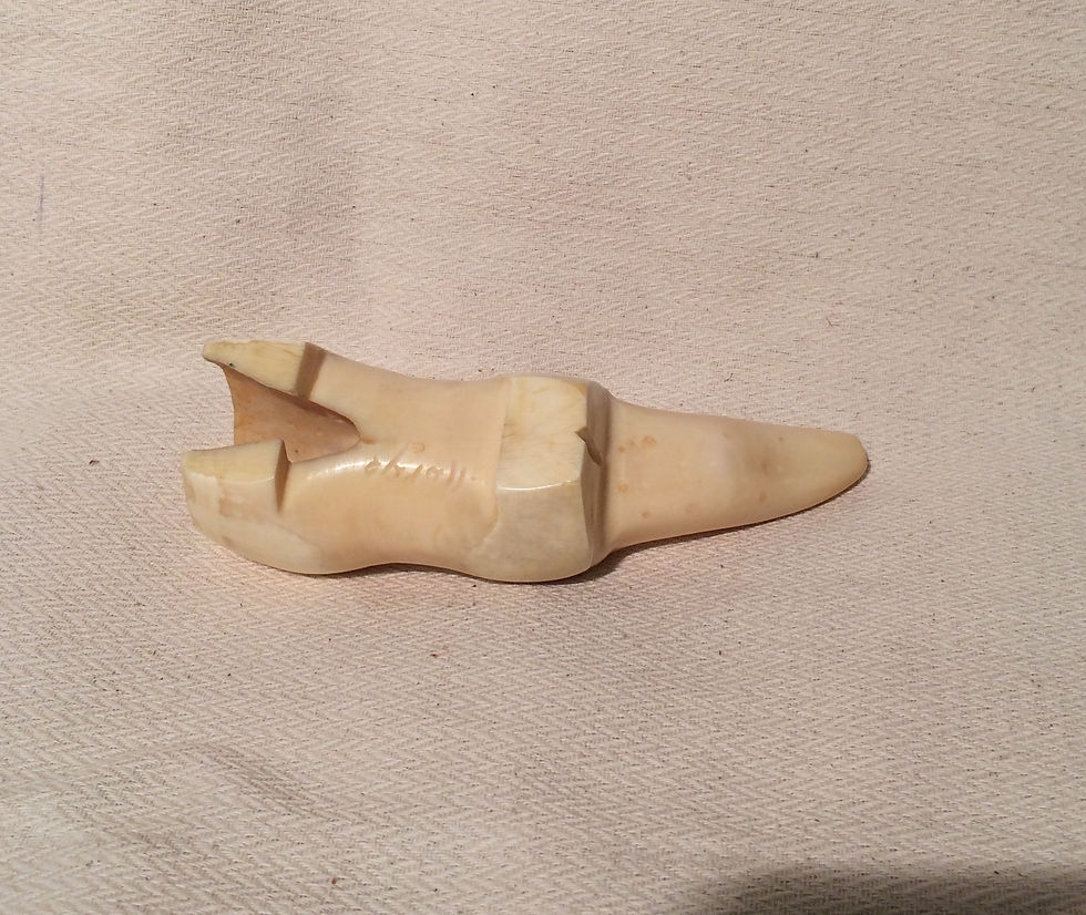 Miniature : OURS  polaire dent de morse