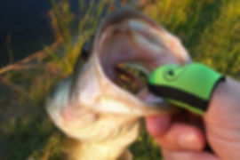 bass, fishing, bass pro shop, fied and stream, cabelas, fishing gear, fishing accessories, trout, salt water fising, fly fishing, deep sea fishing