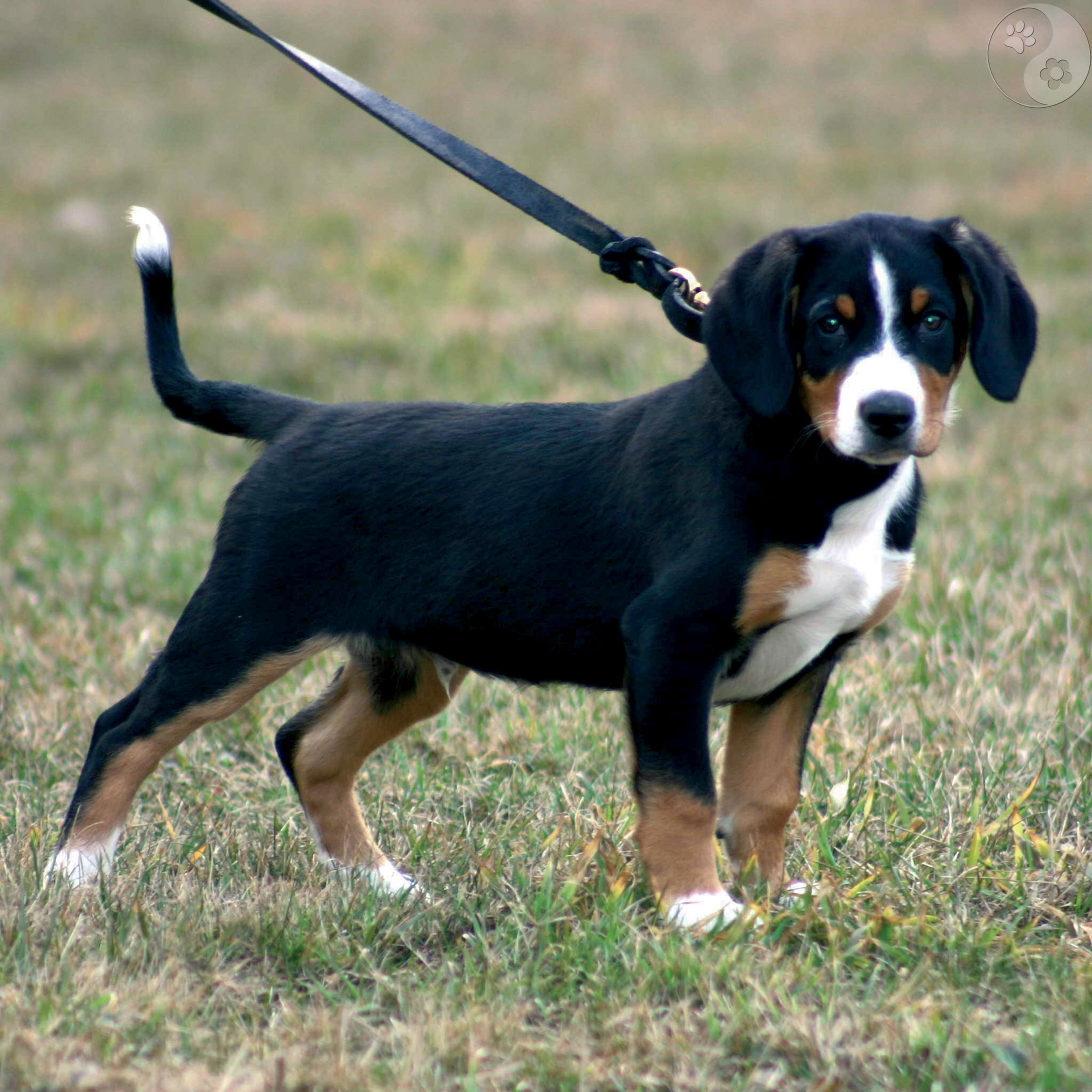 dominanter Hund an gespannter Leine, Bachblüten, Seelenheil-Set, alternative Methoden