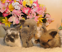 Kits