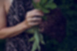 My Elderberry Fairy-0003.jpg