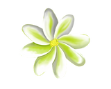 Tiare.png