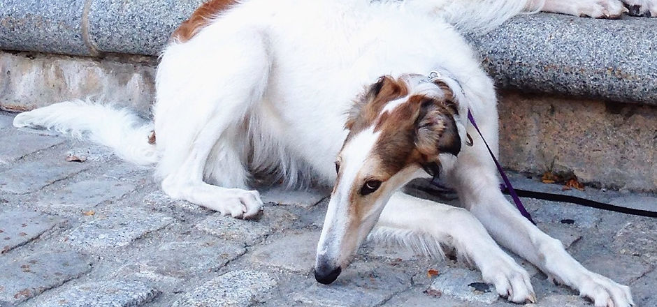 hari and her brothers (2).jpg