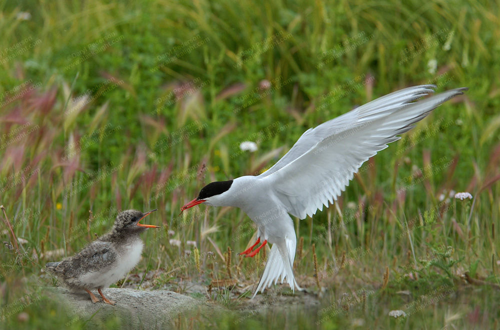 "Terns" Photographic Print