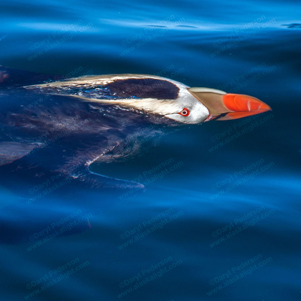 "Underwater Puffin" Photographic Print