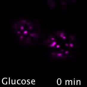 image7.gif