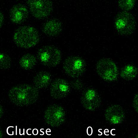 2 Mig1 GFP.gif