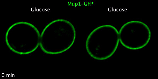 image1.gif