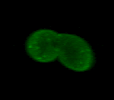 WT gif for Ste3-GFP_DUb.gif