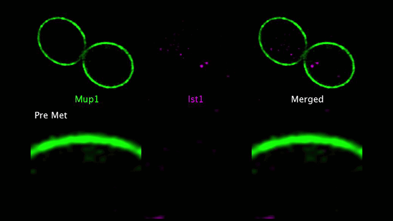 Ist1 + Mup1.gif