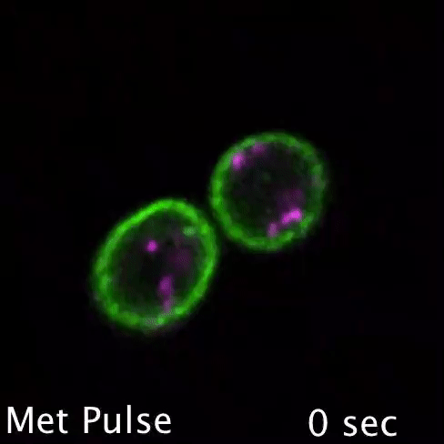 image2.gif