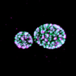 image9.gif