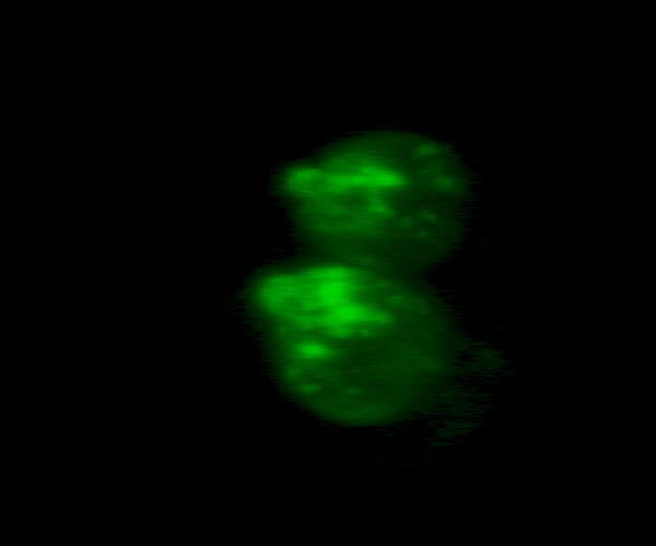 mutant gif for Ste3-GFP_DUb.gif