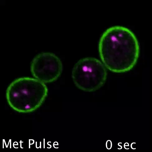 image1.gif