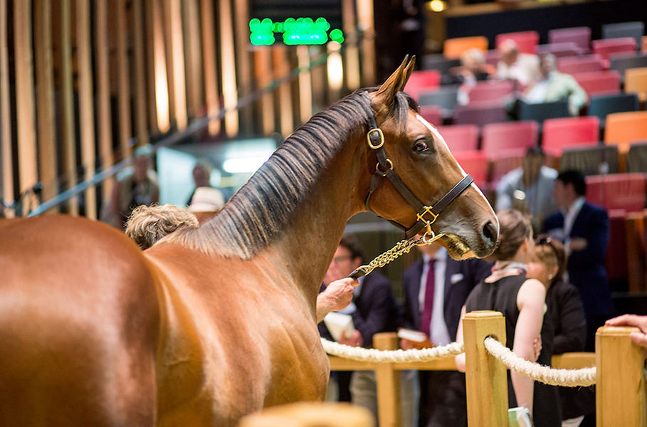 arqana05.jpg