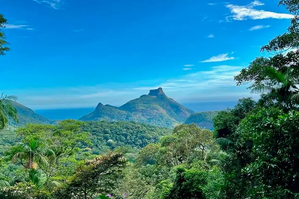 Floresta da Tijuca