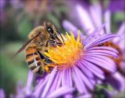 The Bee'z Knee'z