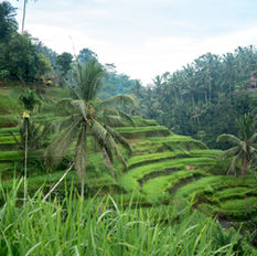 The Magic of the Tegalalang Rice Terraces, Bali