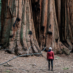 Visitar el Mariposa Grove, magia entre sequoias gigantes