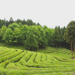 Cómo visitar las plantaciones de té en Boseong, Corea del Sur