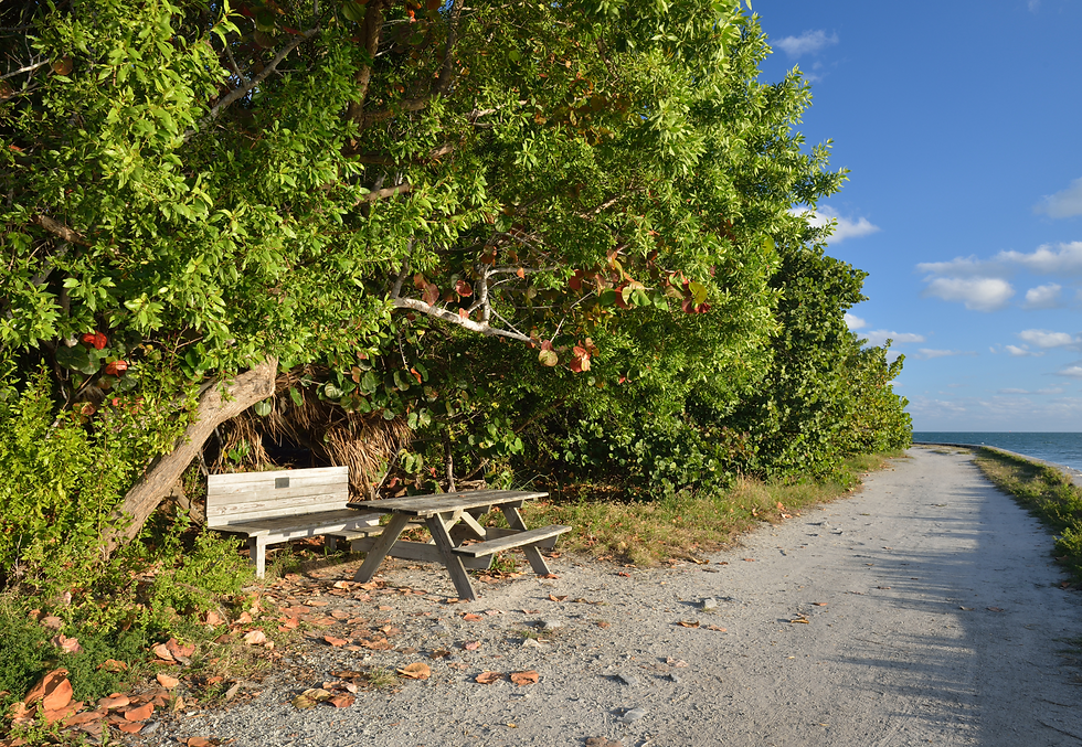 25 Imprescindibles que ver y hacer en Miami