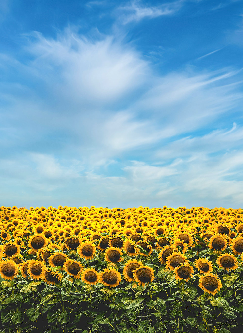5 mejores campos de girasoles que visitar en Florida