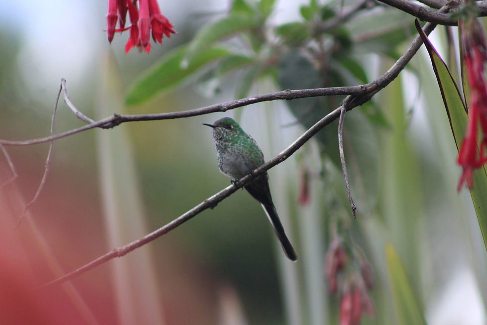 Colibrí, vereda Chirvaneque
