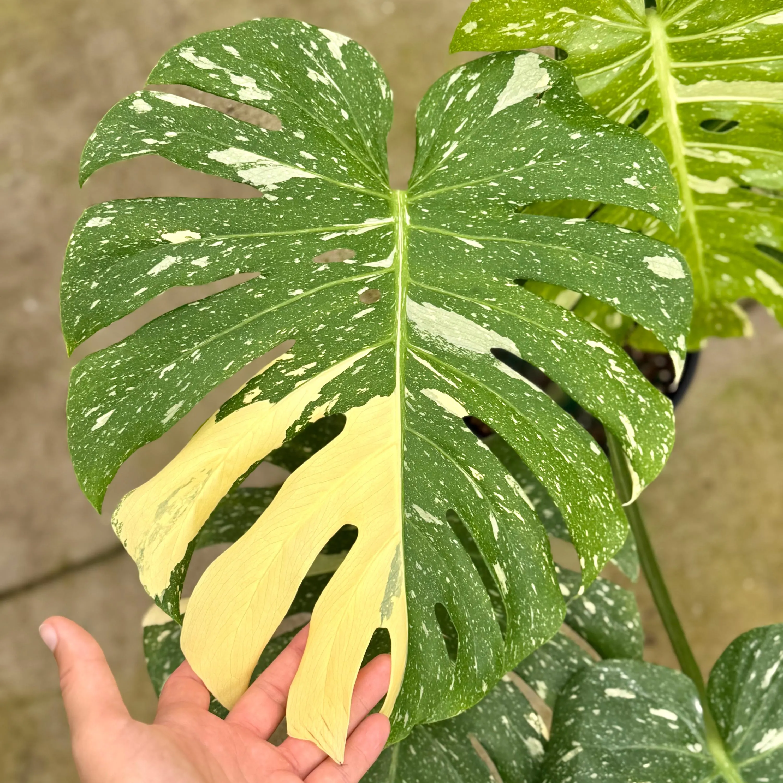 Monstera Thai Constellation 8"
