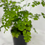 Thumbnail: Maiden Hair Fern 4"