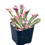 Thumbnail: Kalanchoe Pink Butterflies 2"