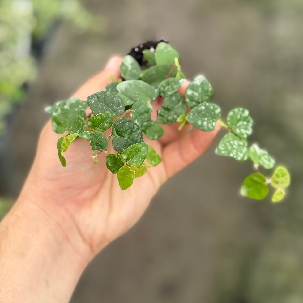Thumbnail: Creeping Fig 2"
