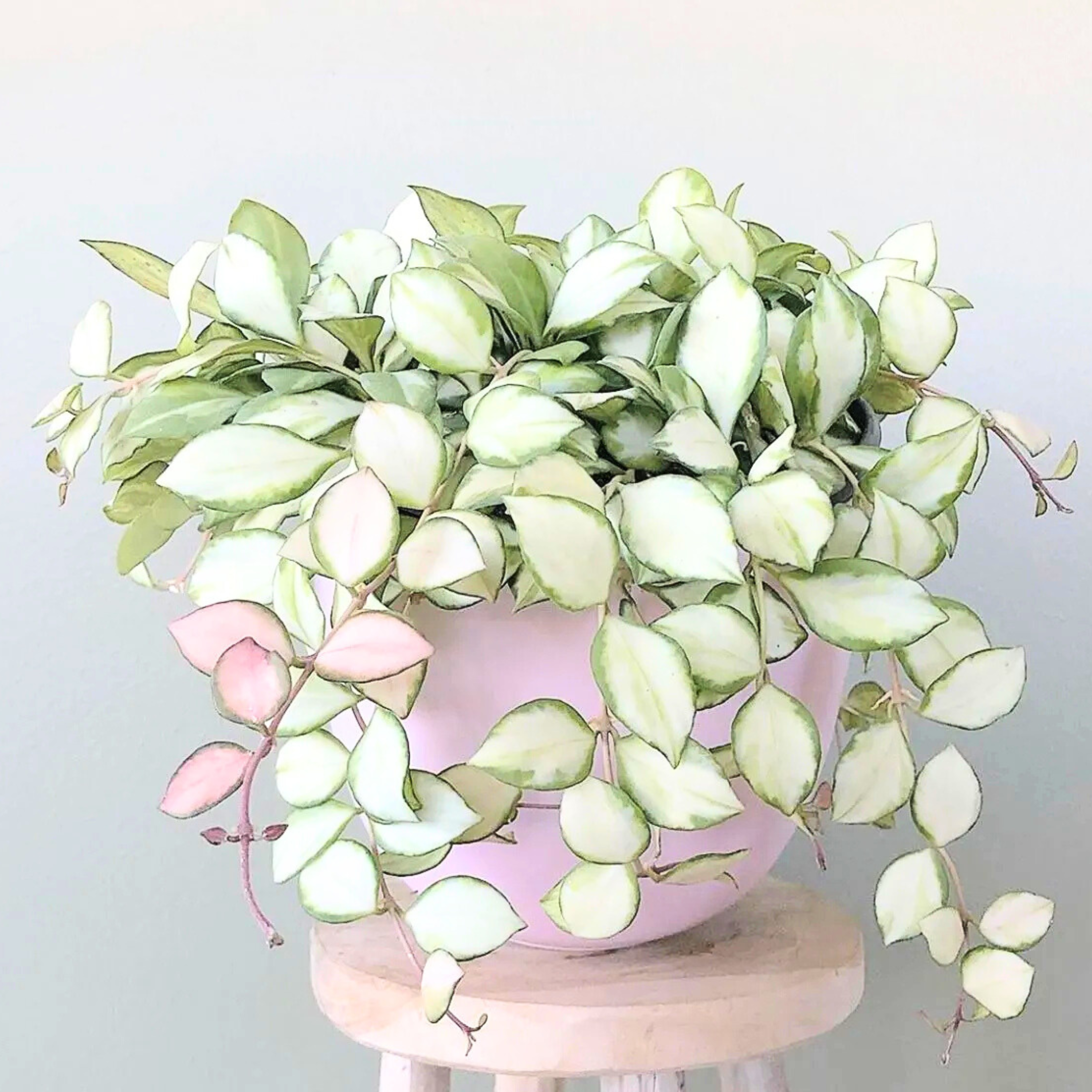 Hoya Heuschkeliana Variegata 4"