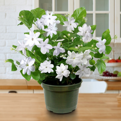 Sambac Jasmine 1 Gallon | NY City Succulents
