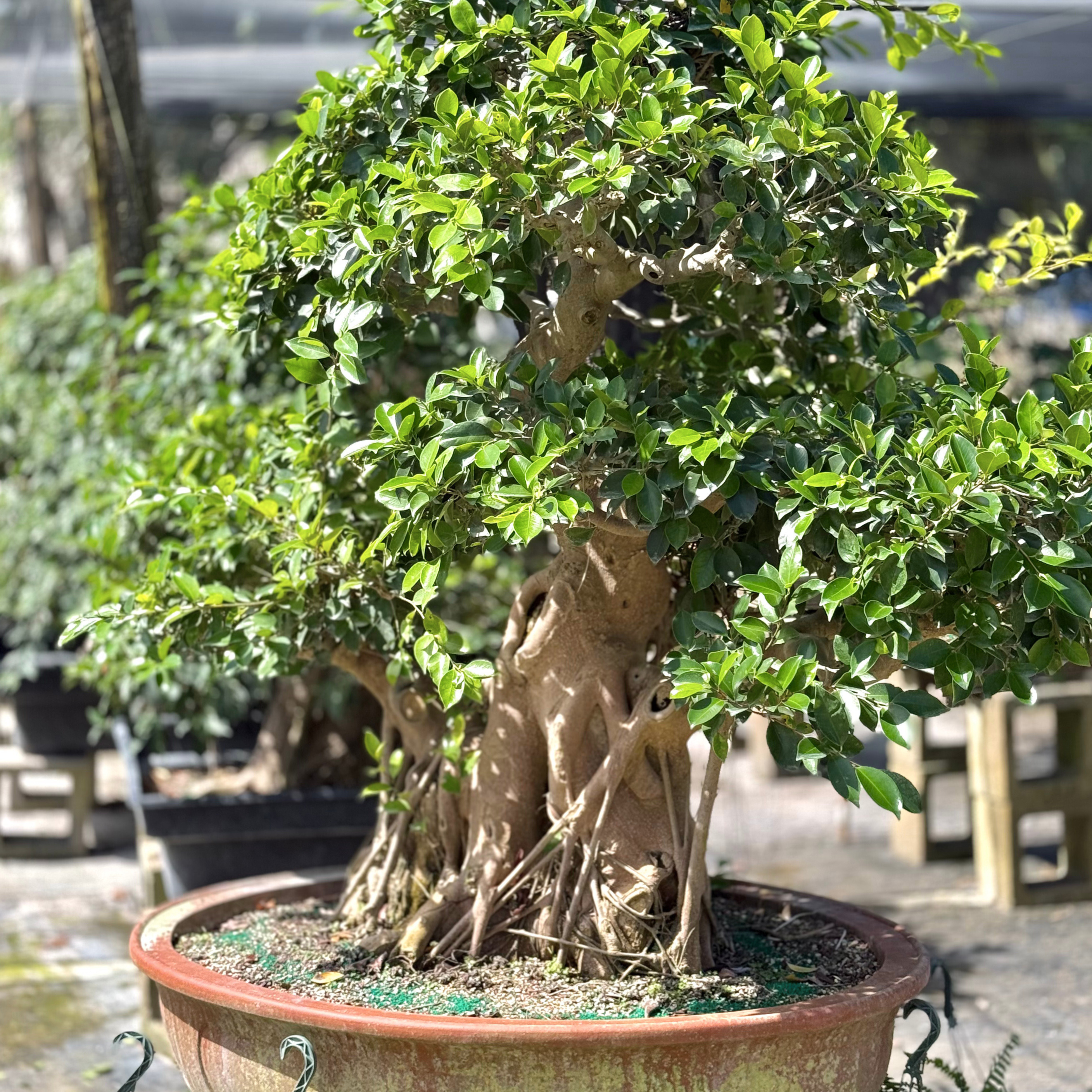 Barbados Cherry Tree Bonsai 6"