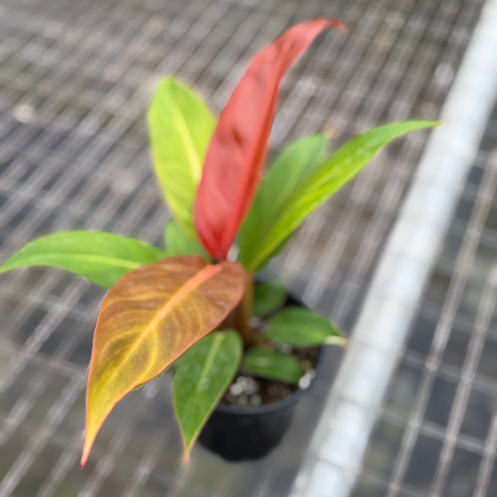 Thumbnail: Philodendron Red Sun 4"
