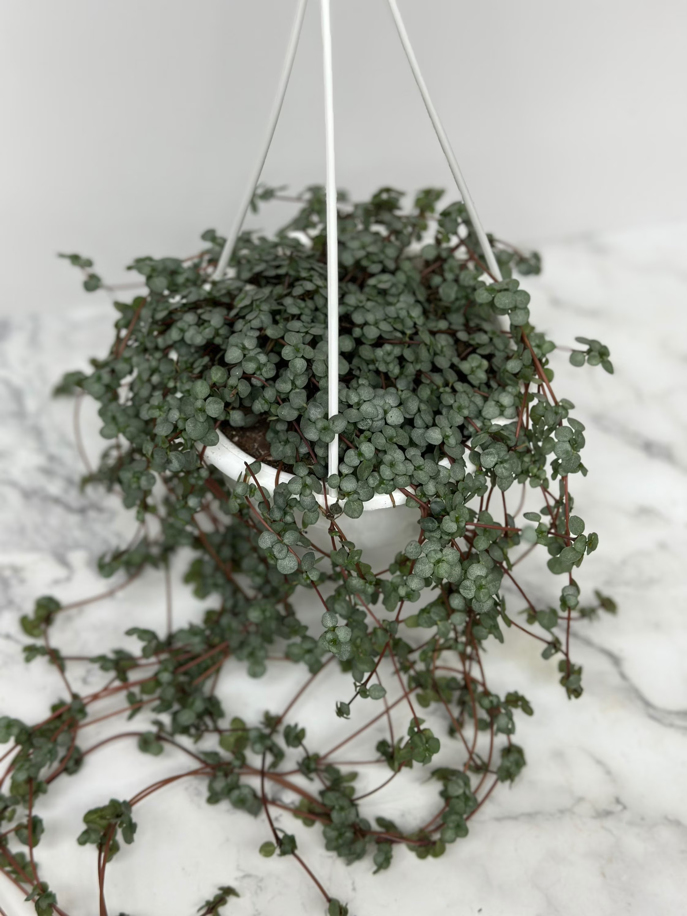 Pilea Glauca Aquamarine HB 4.5"