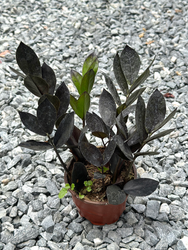 Zz Plant Black Queen 3