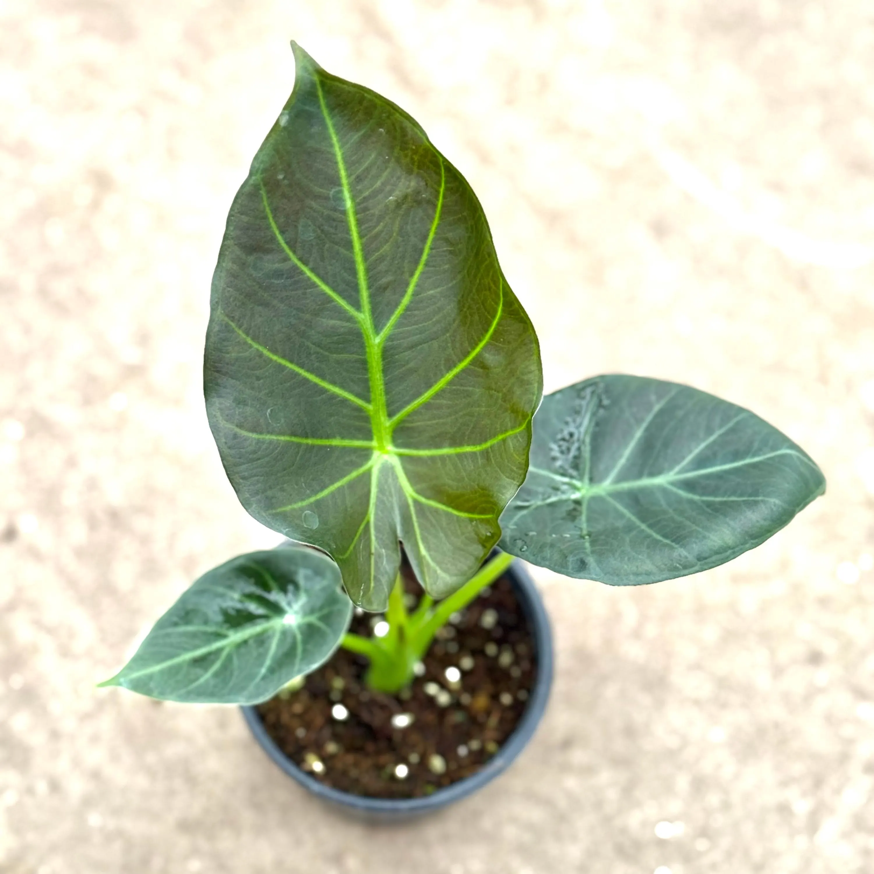Alocasia Regal Shields 4"