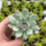 Echeveria Chihuahuaensis 2"