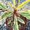 Thumbnail: Variegated Crown of Thorns 4"