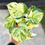 Thumbnail: Pothos Manjula 4"