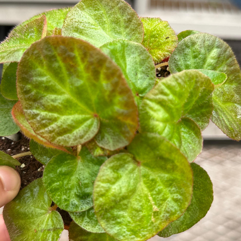 Thumbnail: Begonia Manuas 4"