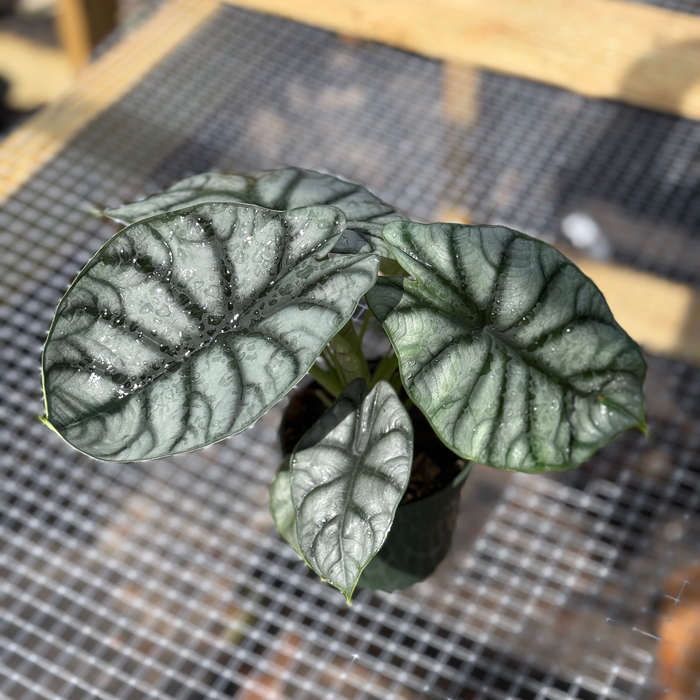 Thumbnail: Alocasia Silver Dragon 4"