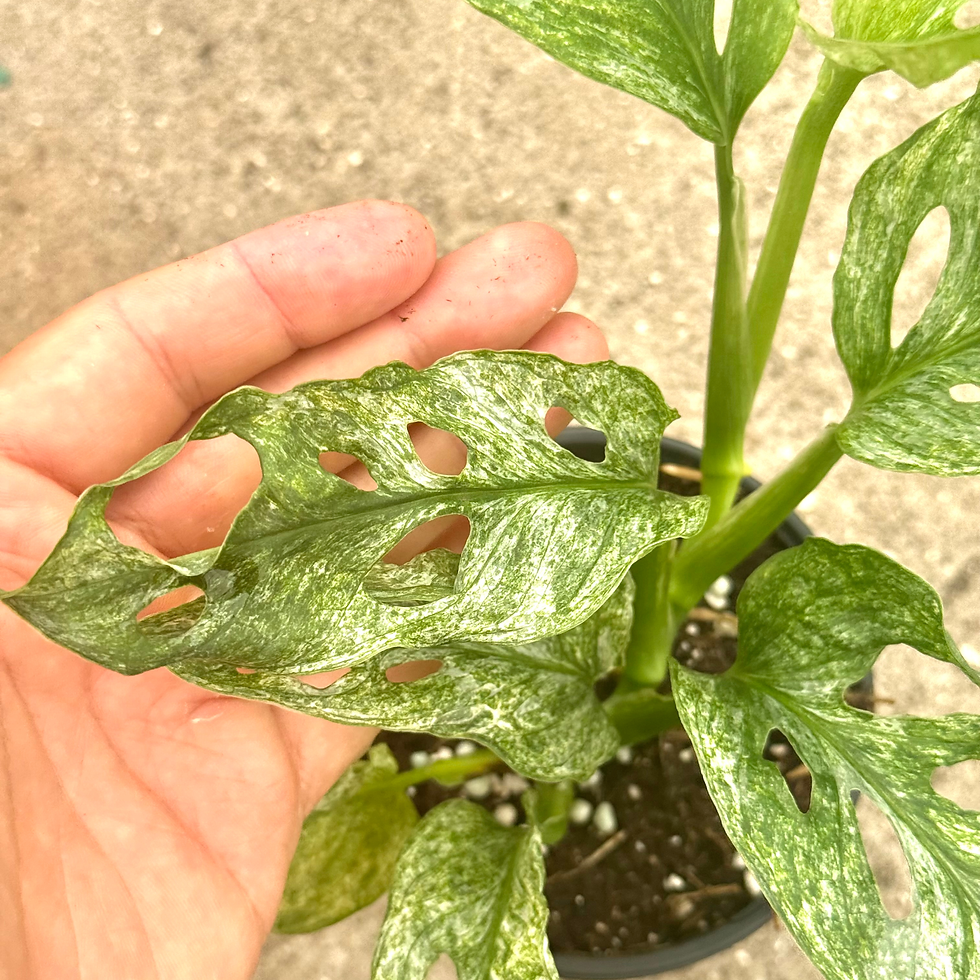 Thumbnail: Monstera Mint 4"