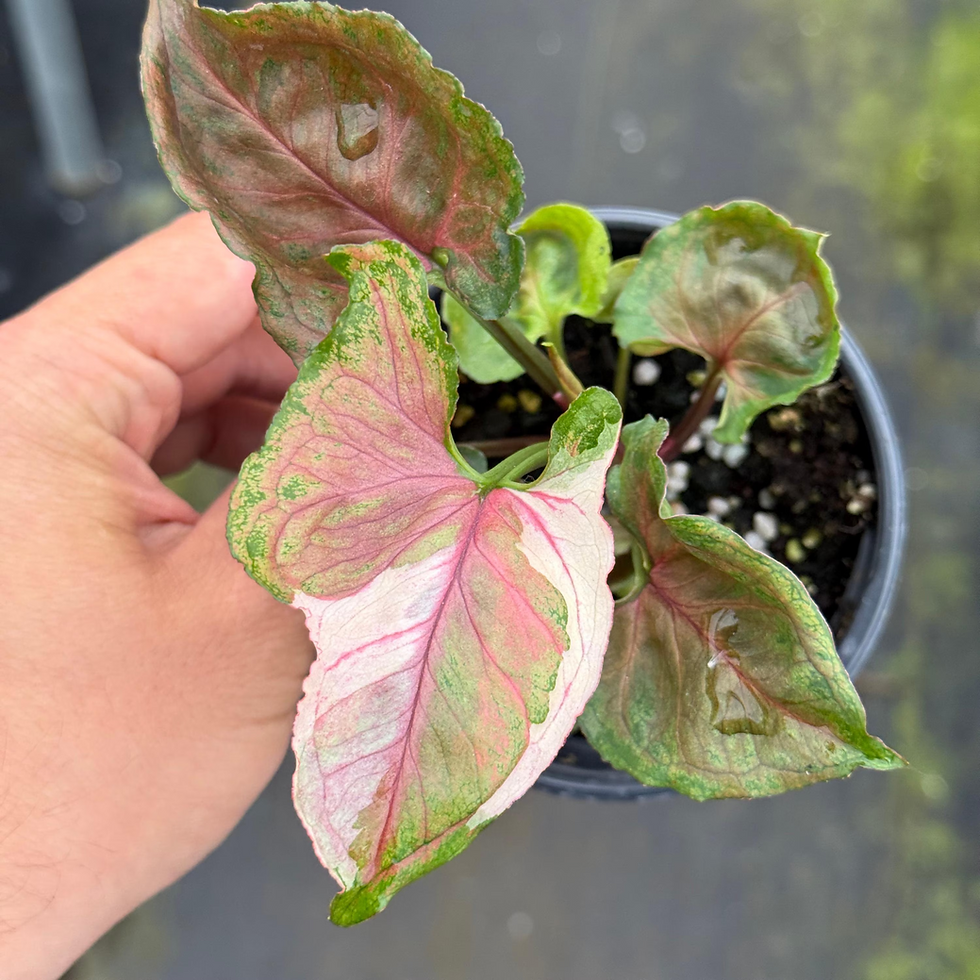 Thumbnail: Syngonium Strawberry Ice 4"