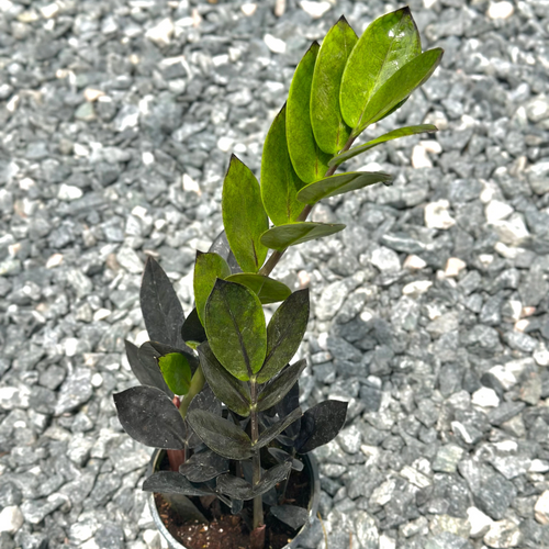 black coral snake plant sansevieria Sansevieria 'Black Coral' (Dracaena)