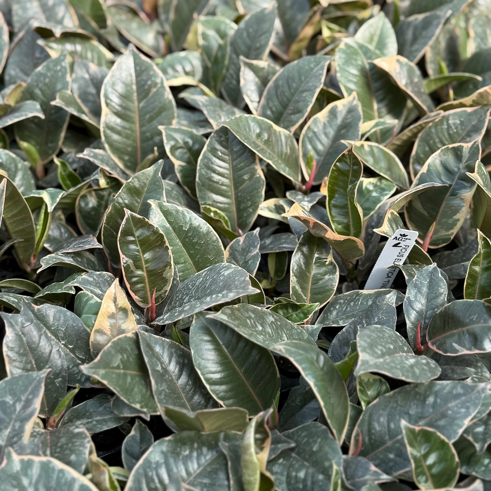 Thumbnail: Ficus Tineke 2"