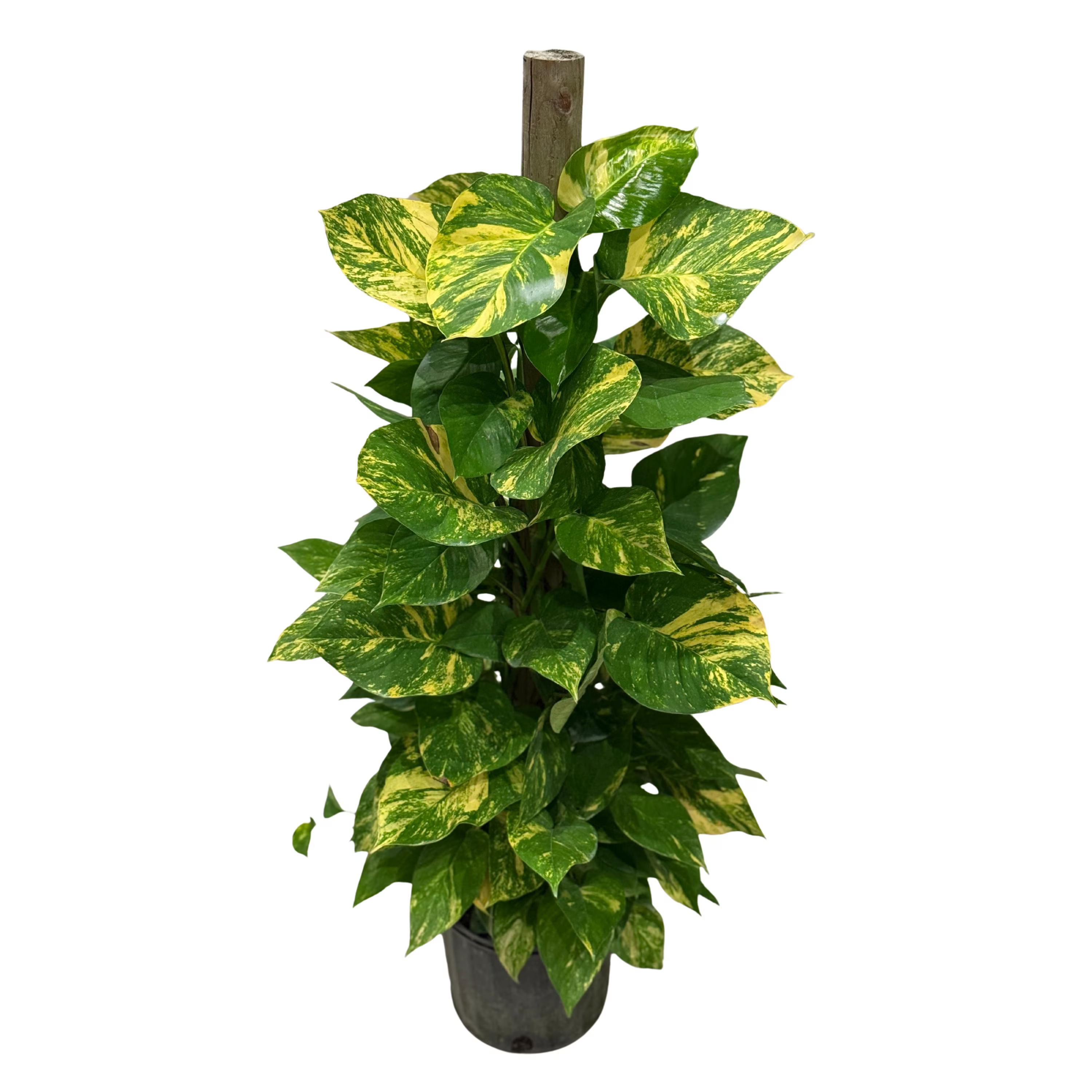 Pothos Golden Hawaiian 8"