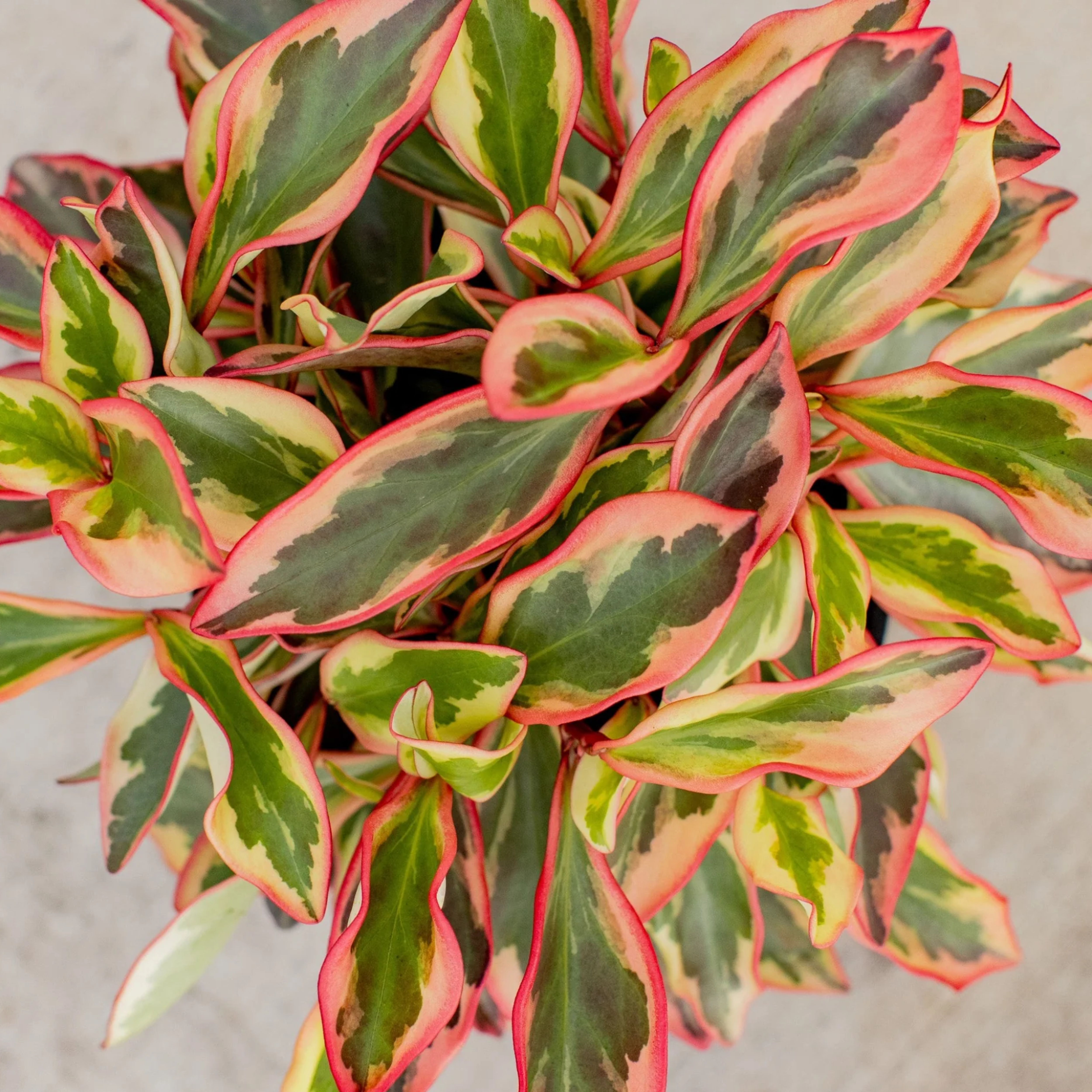 Peperomia Clusiifolia Ginny 2"